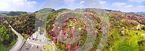 The Mountains covered with azaleas