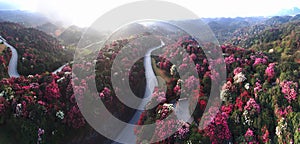 The Mountains covered with azaleas