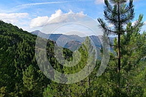 The mountains covered with coniferous trees, Corsica