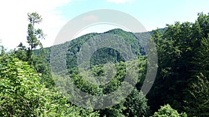 Mountains covered by forest