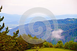 Mountains Covered with Pine Tree Forest.