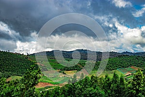 Mountains covered with tea gardens and green forests