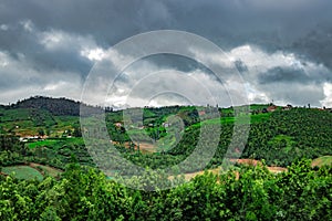 Mountains covered with tea gardens and green forests