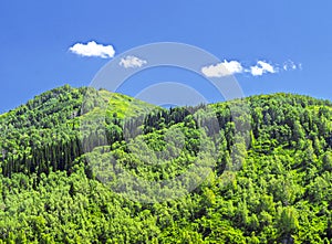 Mountains Covered With Thick Green Forest, Blue Sky and White Clouds. Sunny Summer Day. Altai Mountains, Kazakhstan.