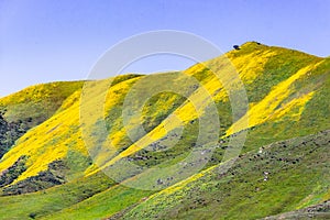 Mountains covered in wildflowers during a super bloom, Carrizo Plain National Monument, Central California Carrizo Plain National