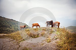 Mountains cow