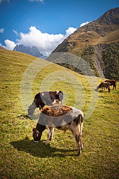 Mountains cow