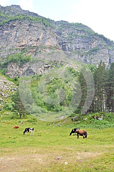 Mountains and cows