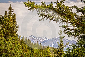 Mountains in Denali National Park in Alaska USA framed by pine trees and viewed over miles of wilderness forest
