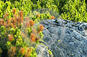 Mountains with dwarf pine in the foreground