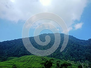 Mountains with expanses of tea gardens