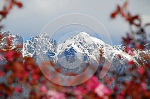 Mountains through Flora