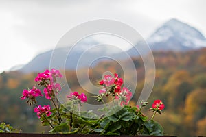 Mountains and flowers