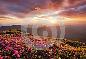 Mountains during flowers blossom and sunrise. Flowers on the mountain hills. Beautiful natural landscape at the summer time