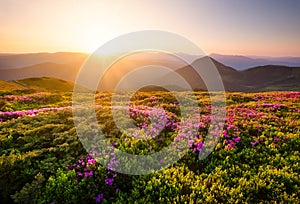 Mountains during flowers blossom and sunrise. Flowers on mountain hills. Natural landscape at the summer time. Mountains range.