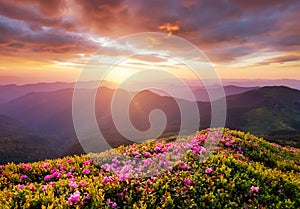 Mountains during flowers blossom and sunrise. Flowers on the mountain hills. Beautiful natural landscape at the summer time