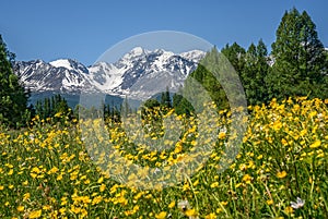 Mountains flowers buttercup yellow meadow