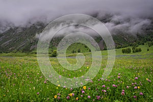 Mountains flowers meadow fog clouds summer