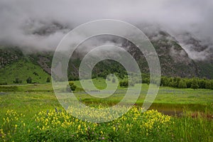 Mountains flowers meadow fog clouds summer