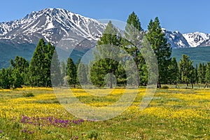 Mountains flowers meadow yellow buttercup