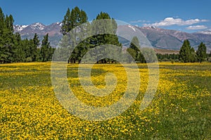 Mountains flowers trees forest buttercups meadow