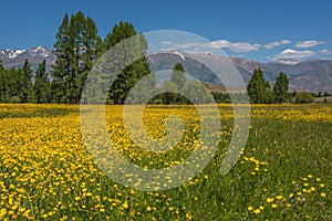 Mountains flowers trees forest buttercups meadow