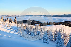 Mountains in a foggy morning and snow-covered green Christmas trees.Marvelous winter background. Beautiful Christmas holliday.