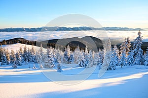 Mountains in a foggy morning and snow-covered green Christmas trees.Marvelous winter background. Beautiful Christmas holliday.