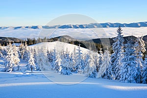 Mountains in a foggy morning and snow covered green Christmas trees. Marvelous winter background. Beautiful Christmas holliday.