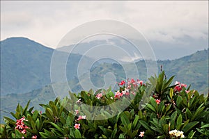 Mountains of forest Bwindi.