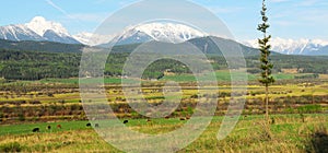 Mountains, forests and meadows