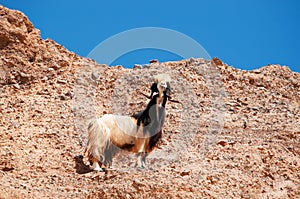 Mountains, goat, desert, landscape, climate change, Dana Biosphere Reserve, Jordan, Middle East