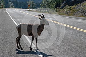 Mountains Goat (oreamnos americanus) also known as the Rocky Mou