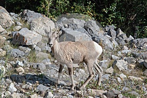 Mountains Goat & x28;oreamnos americanus& x29; also known as the Rocky Mou