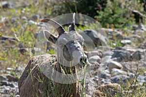 Mountains Goat (oreamnos americanus) also known as the Rocky Mou