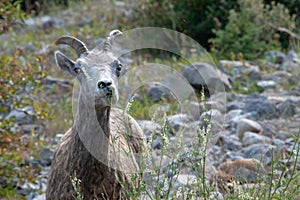 Mountains Goat (oreamnos americanus) also known as the Rocky Mou