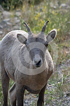 Mountains Goat (oreamnos americanus) also known as the Rocky Mou