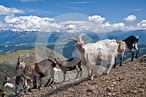 Mountains Goats in Gabler, Dolomites (IT)