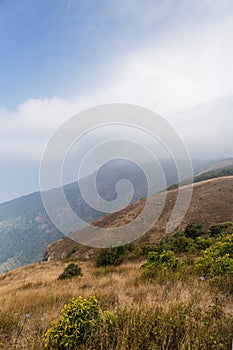 Mountains with golden grass and fog with moving cloud in the morning along the way to Kew Mae Pan in Chiang Mai, Thailand