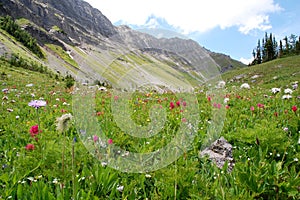 Mountains and grassland