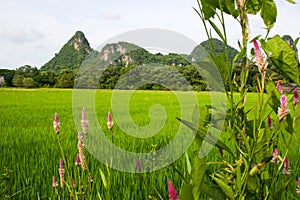 Mountains and green rice fields,  in  phatthalung southern Thailand