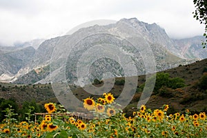 Mountains in Kyrgyzstan