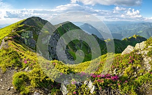 Mountains landscape. Foggy morning. Meadow with flowers. Natural scenery. Carpatians scenery.