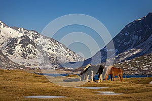 Mountains landscape with three horses on the foreground