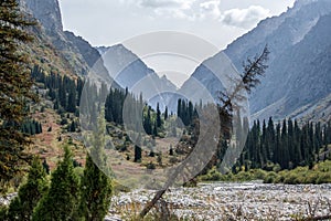 Mountains landscape with tilted pine tree, Ala Archa, Kyrgyzstan