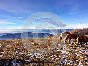 Mountains Linzone with horse