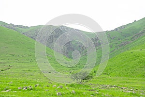 Mountains and lonly tree in landscape