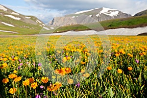 Mountains meadow