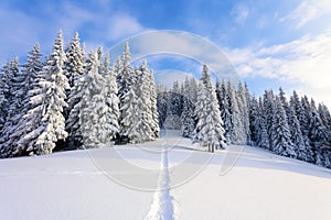 Mountains in a morning and snow covered green Christmas trees.Marvelous winter background. Beautiful Christmas holliday.