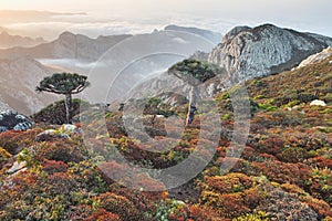 Mountains oÐ° Socotra island and dragon trees